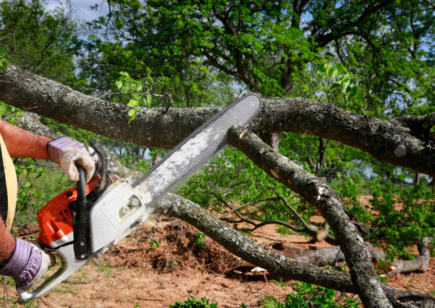 Trusted King Cove, AK Tree Service Experts